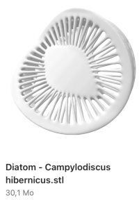DiatomeeCampylodiscus.png