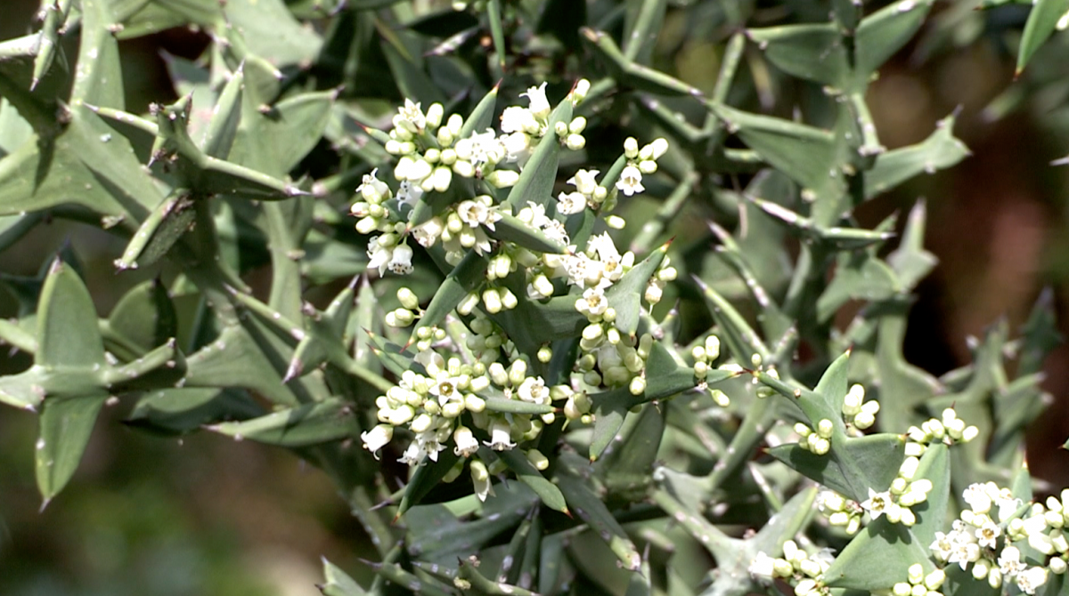 Fichier Colletia Cruciata Fleurs Png Les Fabriques Du Ponant