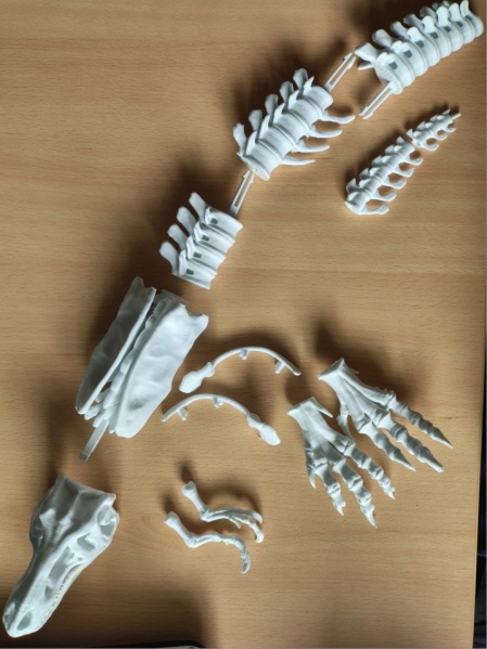 Fichier:Trex en cours 2.jpg